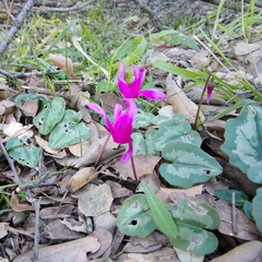 Cyclamen repandum