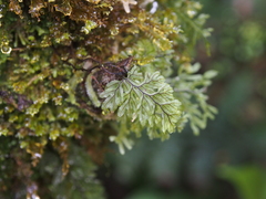 Hymenophylloideae