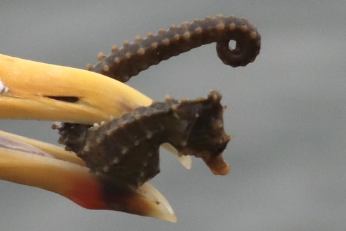 Northern Seahorse photographed in New Jersey