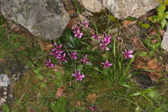 Cyclamen repandum