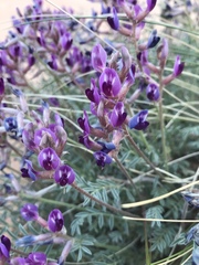 Astragalus desperatus