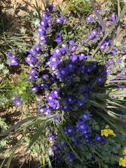 Scutellaria wrightii