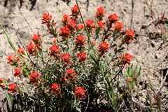 Castilleja martini martini