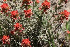 Castilleja martini martini