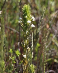 Castilleja rubicundula