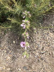 Malacothamnus densiflorus