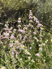 Malacothamnus densiflorus