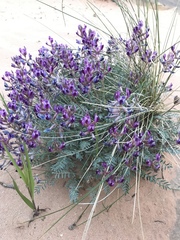 Astragalus desperatus