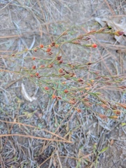 Hypericum drummondii