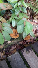 Tristaniopsis obovata