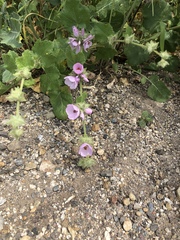 Malacothamnus densiflorus