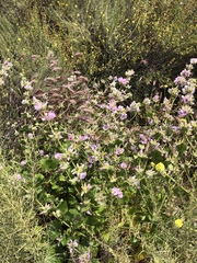 Malacothamnus densiflorus