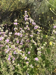 Malacothamnus densiflorus