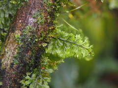 Hymenophylloideae