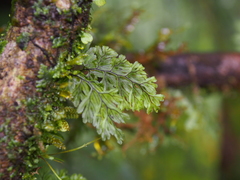 Hymenophylloideae