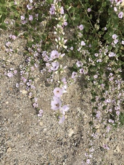 Malacothamnus densiflorus
