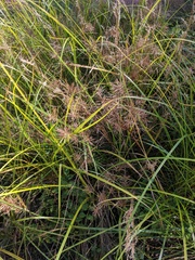 Cyperus setigerus