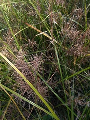 Cyperus setigerus