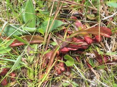 Sarracenia psittacina