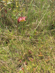 Sarracenia psittacina