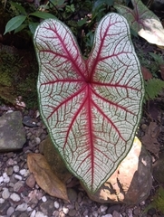 Caladium bicolor image