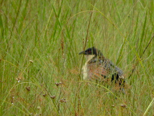 Coppery-tailed Coucal