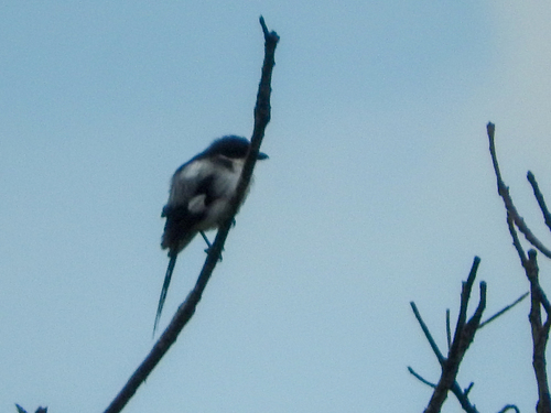 Northern Fiscal