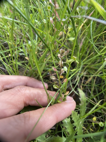 Lepidium pinnatifidum iNat (3)