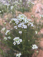 Lepidium fremontii