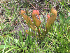 Sarracenia psittacina