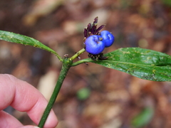 Palicourea suerrensis