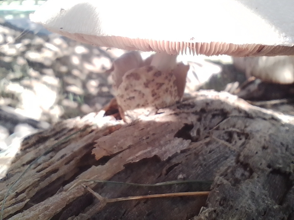 Volvariella bombycina · February 2024 · photo: © magcl (iNaturalist, cc-by)