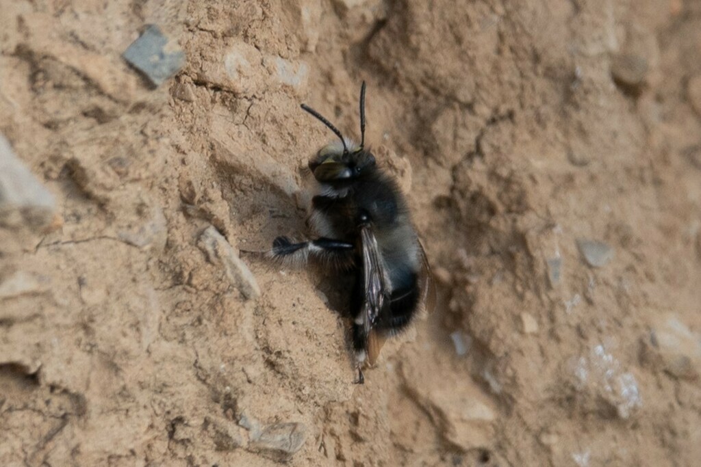 Anthophora dispar
