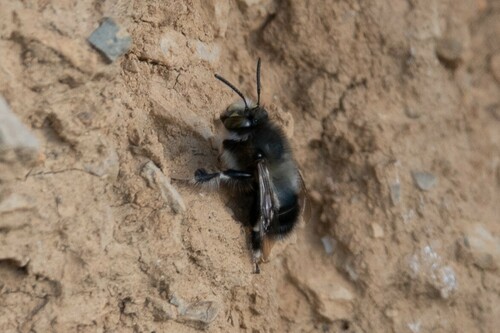 Anthophore à tarses gonflés