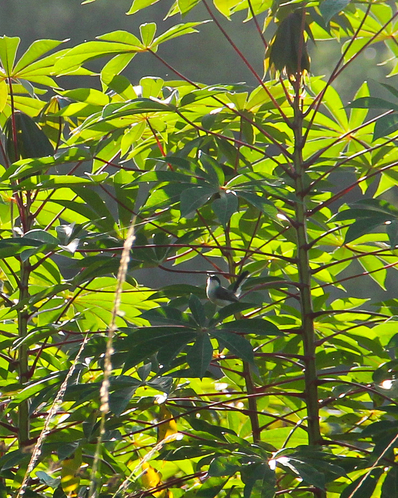 Tropical Gnatcatcher