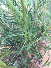 Lepidium fremontii