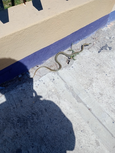 Baird's Patchnose Snake
