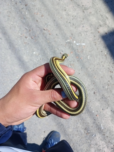 Baird's Patchnose Snake