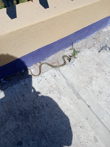Baird's Patchnose Snake