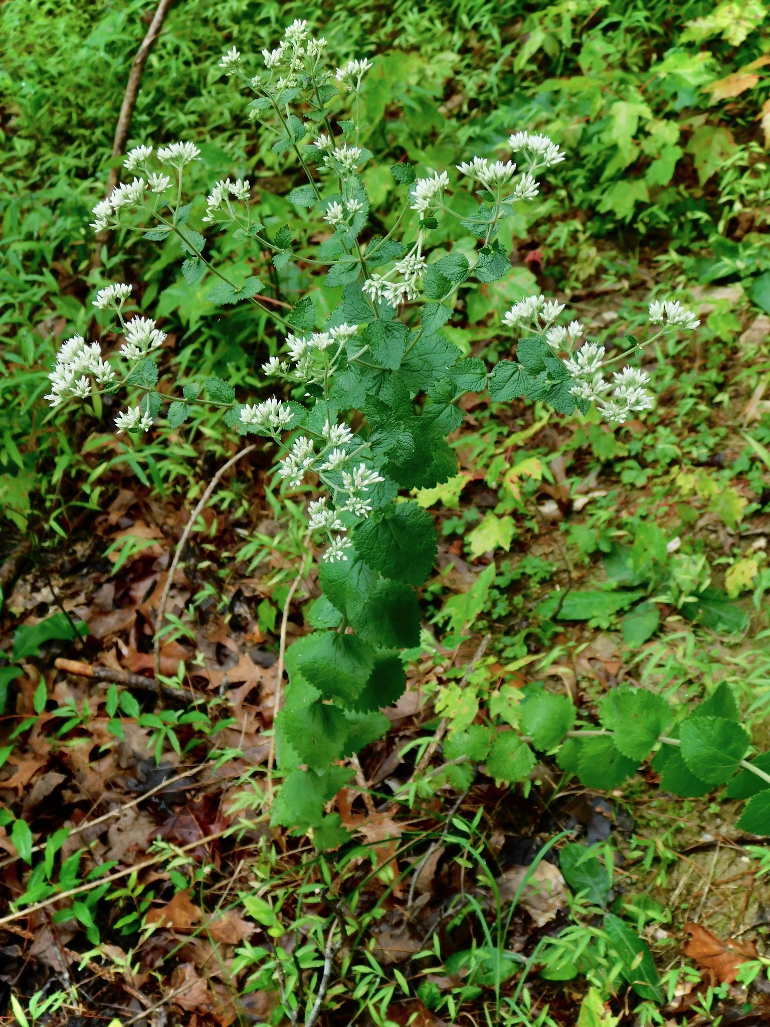 Eupatorium rotundifolium