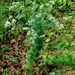 Round-leaved Boneset - Photo (c) Michael J. Papay, some rights reserved (CC BY), uploaded by Michael J. Papay