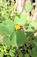 Abutilon berlandieri