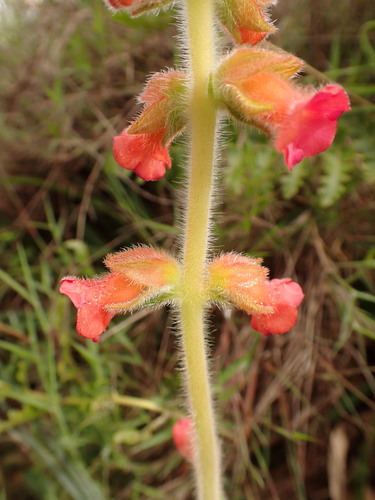 Sinningia allagophylla