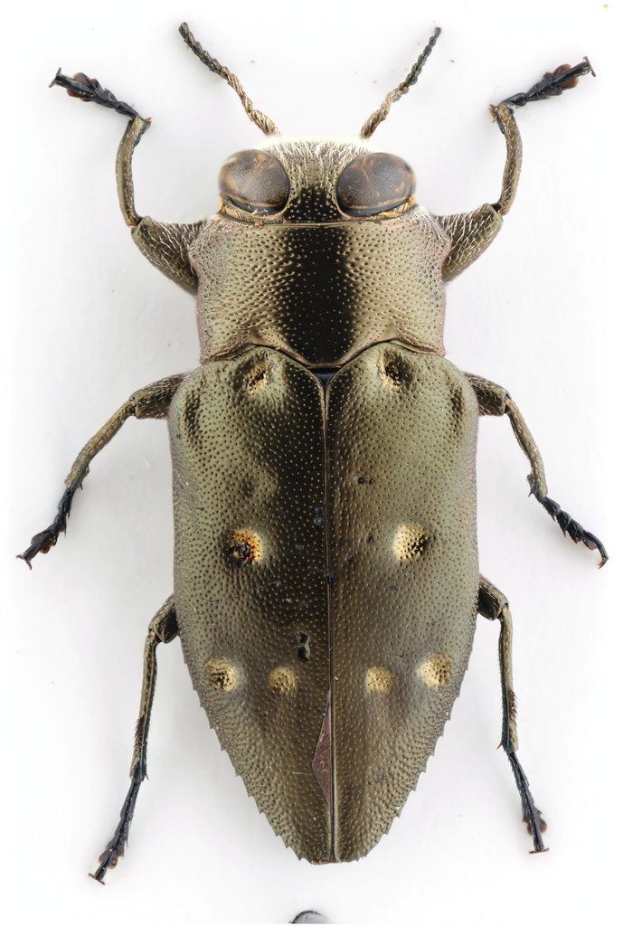 Chrysobothris megacephala