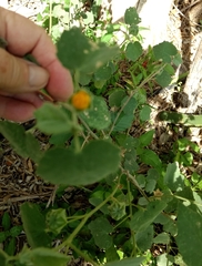 Abutilon berlandieri