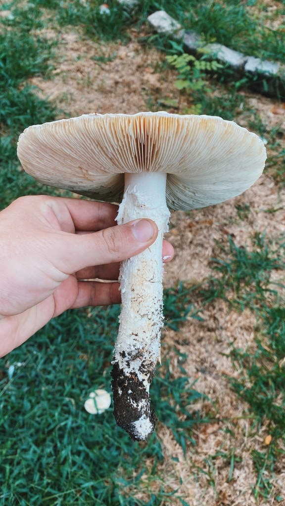 Amanita foetens · February 2024 · photo: © carancho (iNaturalist, cc-by)