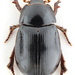 Hybosorus illigeri - Photo (c) prioninae_eu, algunos derechos reservados (CC BY-NC)
