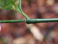 Palicourea suerrensis