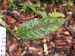 Palicourea suerrensis