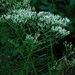 Eupatorium hyssopifolium - Photo (c) Michael J. Papay,  זכויות יוצרים חלקיות (CC BY), הועלה על ידי Michael J. Papay